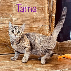Photo of Tarna