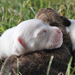 Thumbnail photo of Beas's puppies #1