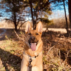 Photo of Apollo