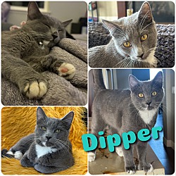 Thumbnail photo of Dipper #2