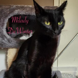 Thumbnail photo of MiLady de Winter #1