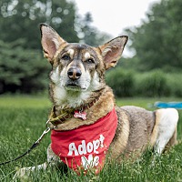 adopt-pet