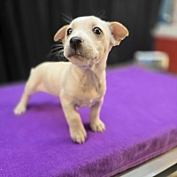 adopt a pet