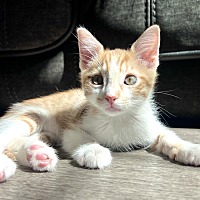 adopt a pet