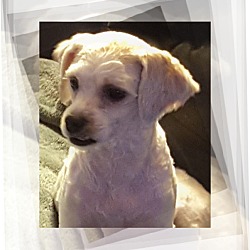 Thumbnail photo of Adopted!!Matilda - IL #1