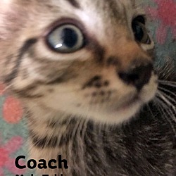 Thumbnail photo of Coach #3
