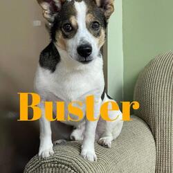 Photo of Buster
