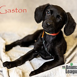 Thumbnail photo of Gaston #3