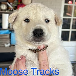 Photo of Moose Tracks