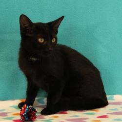 Thumbnail photo of Oscar: Visit me at Elkhart PetSmart! #4