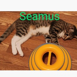 Thumbnail photo of Seamus #1