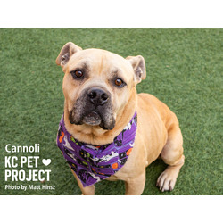 Thumbnail photo of Cannoli #2