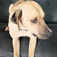 adopt a pet