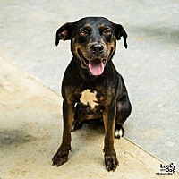 adopt a pet