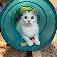 adopt a pet