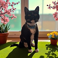 adopt a pet