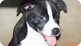 australian shepherd and boston terrier mix