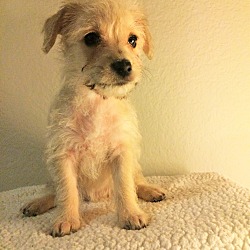 Thumbnail photo of Sandy-Bryanna Pup #2