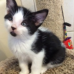 Photo of PPB White & black male kitten