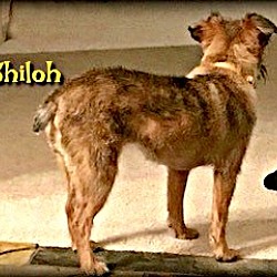 Thumbnail photo of SHILOH - Adopted #3