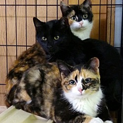 Photo of 6 mo calico female kitten