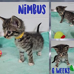 Photo of Nimbus