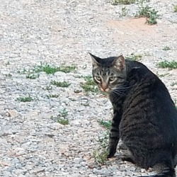 Photo of Tom Feral