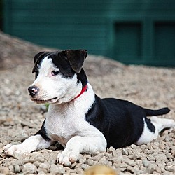 Thumbnail photo of (pending) Niall - 11 week old male mixed breed #2