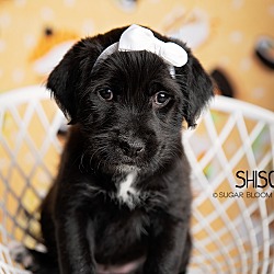 Photo of Shiso