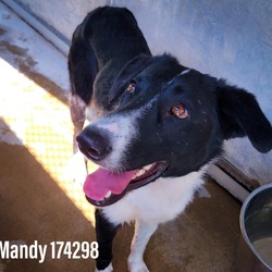 Thumbnail photo of Sandy Mandy #4