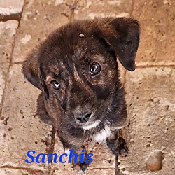Photo of Sanchis