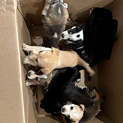Photo of 7 puppies