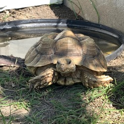 Thumbnail photo of Jelly, sulcata Pflugerville #1