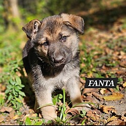 Thumbnail photo of Fanta #2