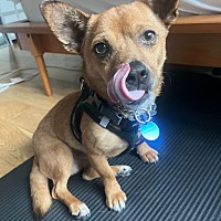 adopt a pet