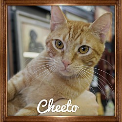 Thumbnail photo of Cheeto #1