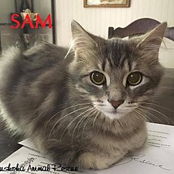 Thumbnail photo of Sam - Adopted December 2016 #1