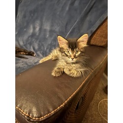Photo of LANCELOT