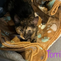 Thumbnail photo of Torri #2