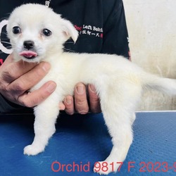 Photo of Orchid 9817