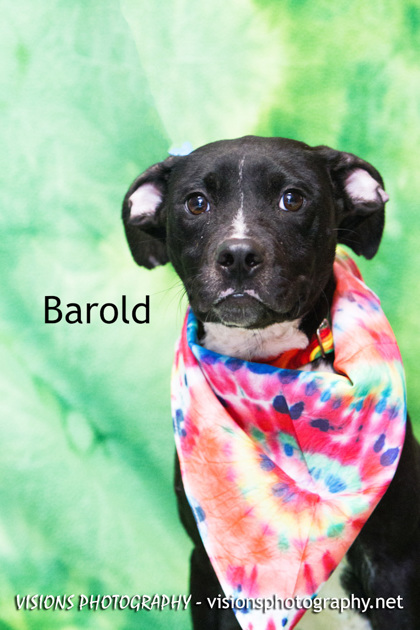 Photo of Barold