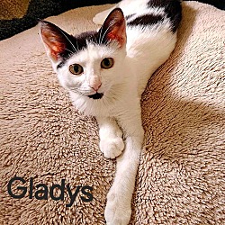 Thumbnail photo of Gladys: Not At shelter (Kendra) #1