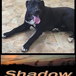 Thumbnail photo of Shadow #2