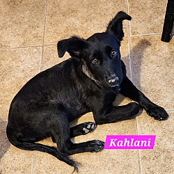 Thumbnail photo of Kahlani #2