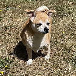 bonded pet photo