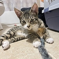 adopt a pet