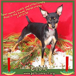 Thumbnail photo of Dobie #2