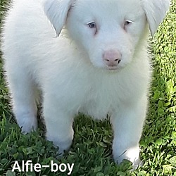 Thumbnail photo of Alfie #1