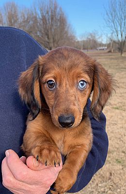 Westport Ct Dachshund Meet Andy A Pet For Adoption