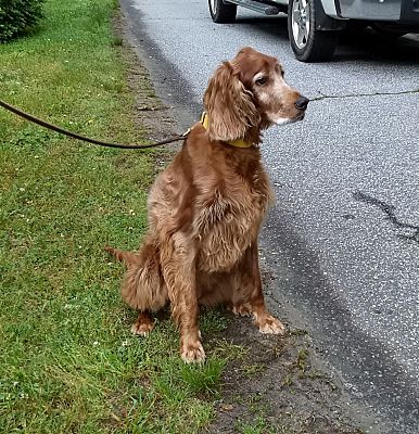 irish red setters for rehoming